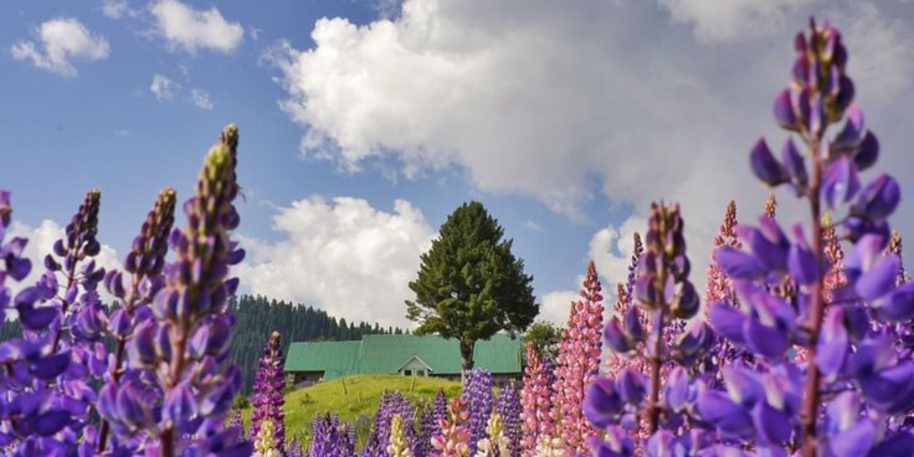 Gulmarg Packages: Ultimate Guide to Snow &amp; Adventure Tours